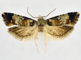 Cochylimorpha africana
